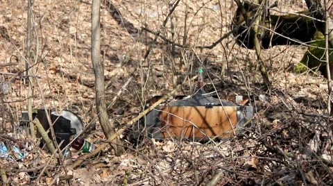 Forest pollution 6 Stock Footage 33846592