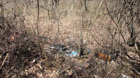 Forest pollution 7 Stock Footage 33845601