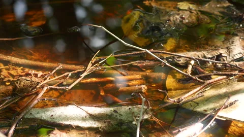 Forest pollution Stock Footage 234302101