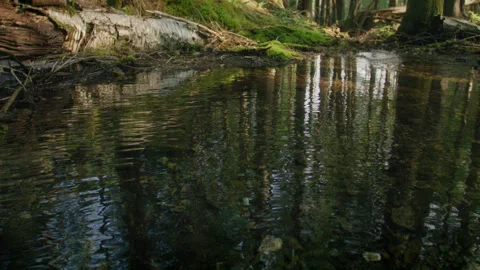 Forest pond 34 動画素材 262003493