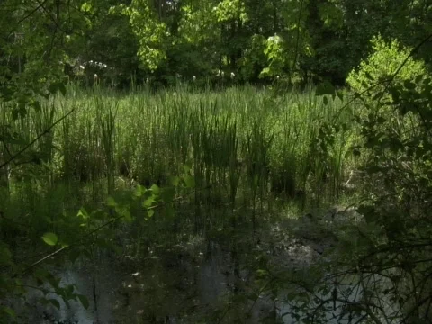 Forest Pond and Grass Vídeo Stock 356544