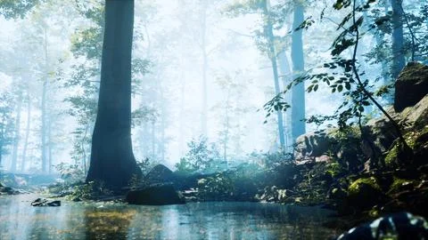 Forest with pond and mist with sunrays Ilustración de archivo