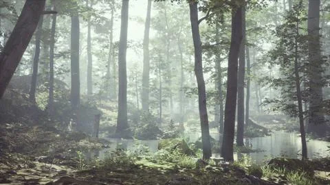 Forest with pond and mist with sunrays Ilustración de archivo