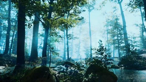 Forest with pond and mist with sunrays Ilustración de archivo