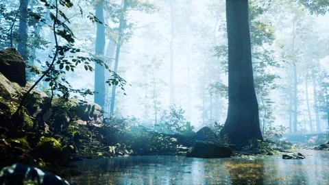 Forest with pond and mist with sunrays Ilustración de archivo