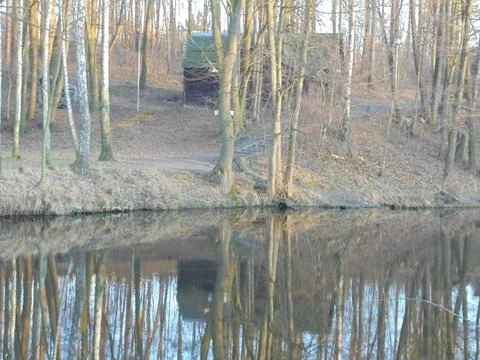 Forest pond with birch reflections during mild winter in temperate woodland Stock Photos
