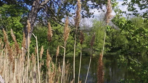 Forest Pond with Blue Sky Reflections and Spring Foliage Stock Footage 309424687