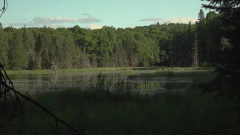 A forest pond bordered by lush trees and tall grasses Stock Footage 325789910