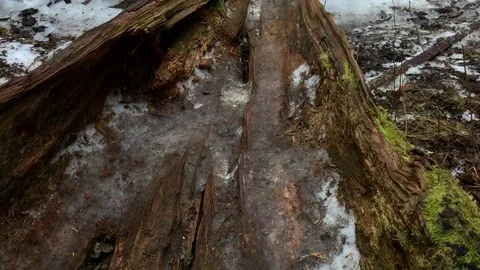 Forest Pond, close up of old tree fallen into the pond Vidéo 71952806