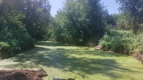 Forest pond completely covered with green duckweed and algae Stock Footage 344127684