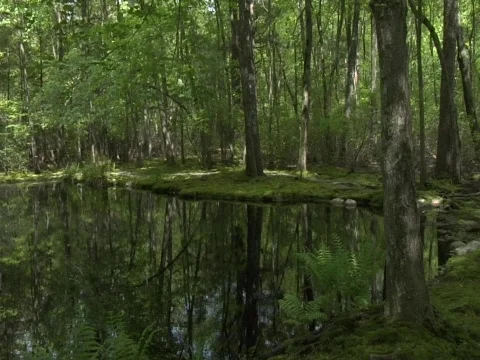 Forest Pond Establishing Vídeo Stock 356517