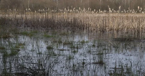 A forest pond with  fluffy cattails in early spring. Camera slide. Stock Footage 277458252