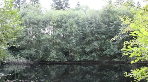 Forest Pond Stock Footage 33307739
