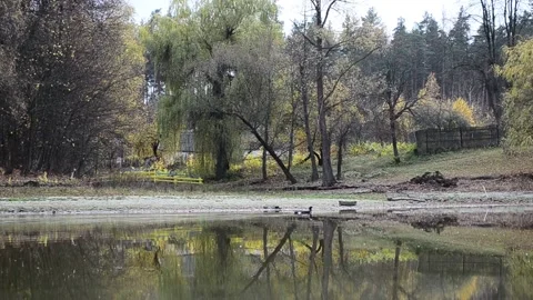 Forest pond Video stock 142465798