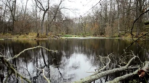 Forest pond Stock-Footage 142709989