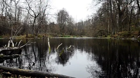 Forest pond Stock-Footage 142725720
