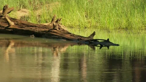 Forest Pond with Log Video stock 11424371