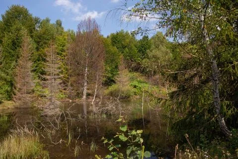 The forest pond mirrors the sky and surrounding trees on a beautiful sunny day Stock Photos