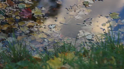 Forest pond with multi-colored leaves in water. Video stock 68700746