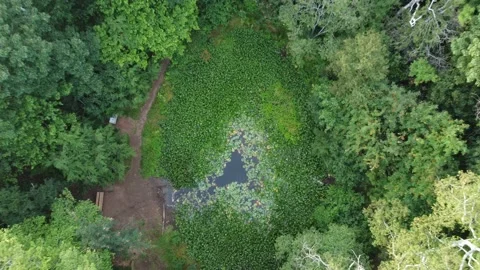 Forest Pond Overview Stock Footage 162599500