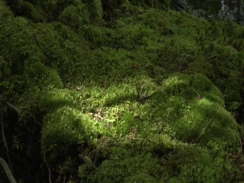 Forest Pond Pan Vídeo Stock 356516