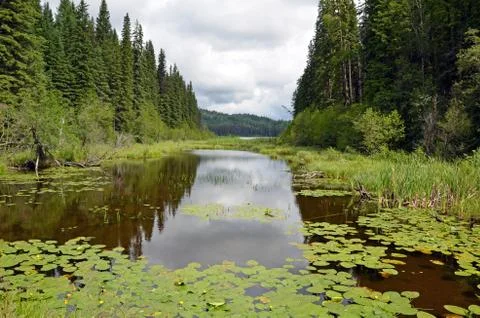 Forest pond Stock Photos