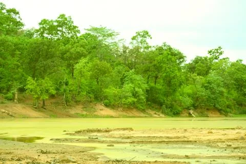 Forest pond Stock Photos