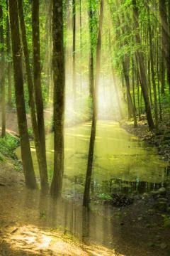 Forest with pond Stock Photos