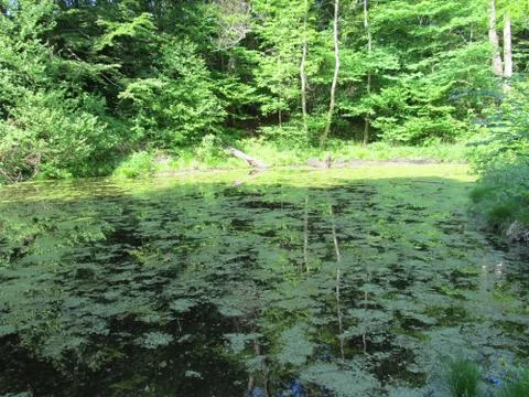 Forest pond Stock Photos