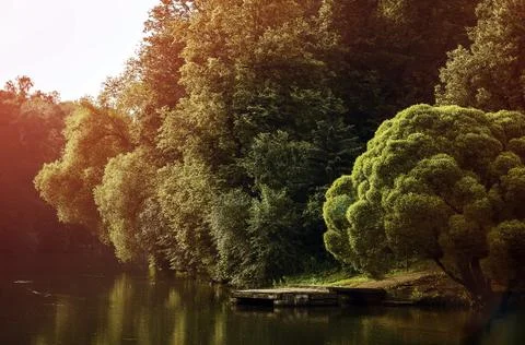 Forest at a pond Stock Photos