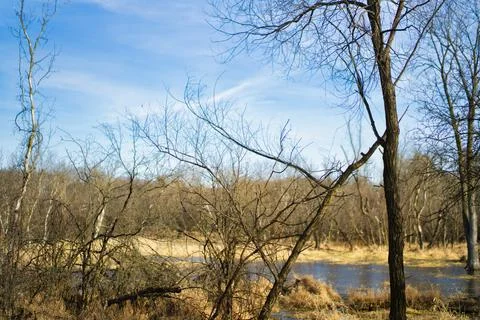 Forest with pond Stock Photos