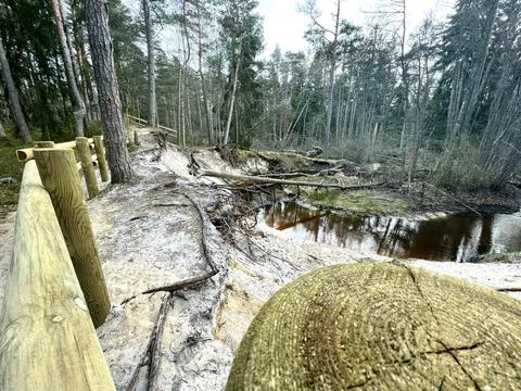 Forest pond Foto stock
