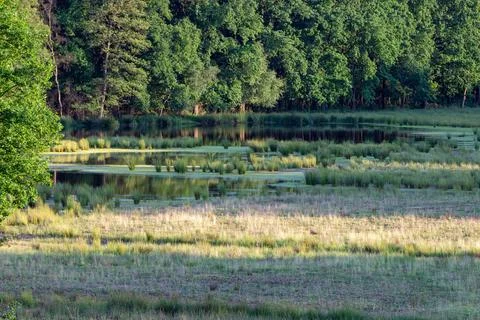Forest Pond Stock Photos
