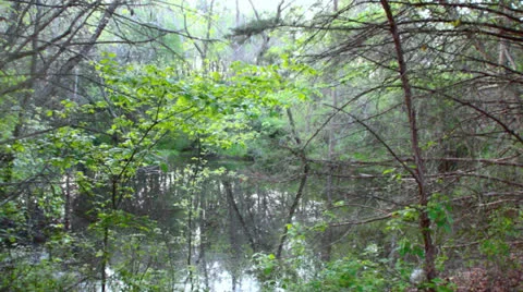 Forest Pond at Ray Roberts State Park In Texas Stock Footage 22897526