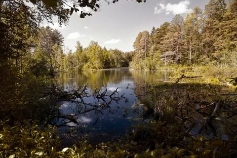 Forest pond in the rays of the bright summer sun Stock Photos