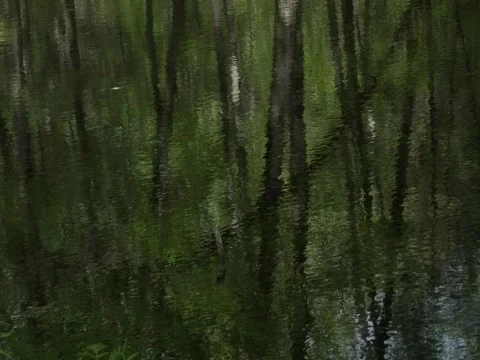 Forest Pond Reflection Vídeo Stock 356518
