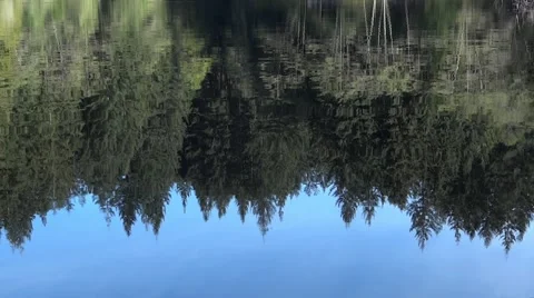 Forest Pond Reflection 動画素材 51810224
