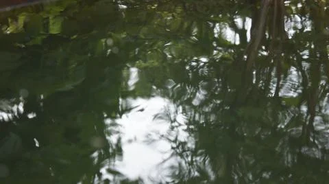 Forest pond, the reflection of the forest in the water Stock Photos