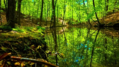 Forest Pond Reflection in Spring Woodland Stock-Footage 334779514