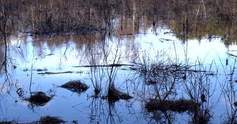 A forest pond  in snowless winter. Stock Footage 297899307