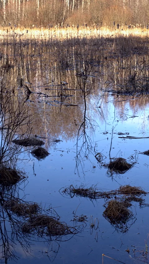 A forest pond  in snowless winter. Vertical video. Stock Footage 297900003