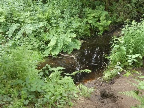 Forest Pond / Stream (England) Stock Photos
