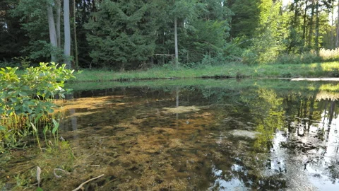 Forest Pond in Summer – Clear Water and Submerged Aquatic Plants Stock Footage 342495902