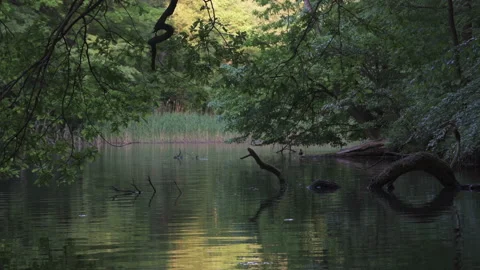 Forest pond with a sunken old tree branch, natural idyllic landscape Stock Footage 254442438