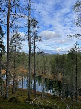 Forest Pond Surrounded by Tall Pine Trees Stock Photos