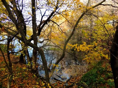 Forest pond surrounded by trees Stock Photos