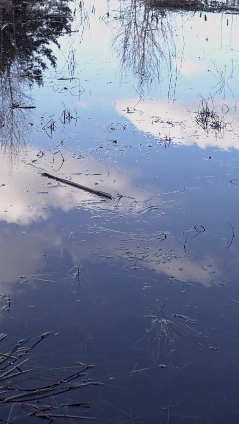 A forest pond. Vertical video. Stock Footage 276964005