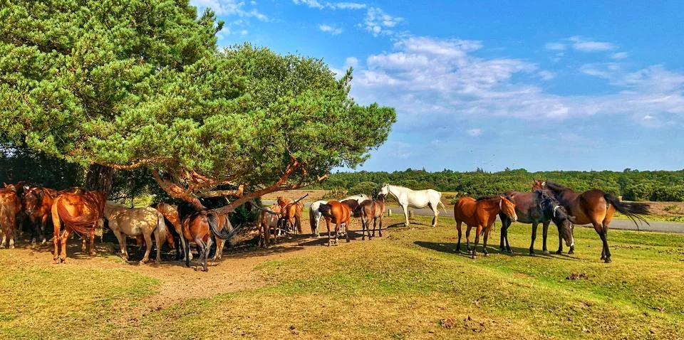 Forest Ponies Stock Photos