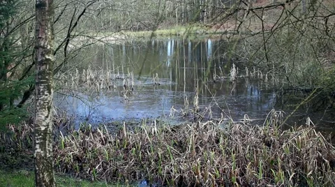 A forest pool in early spring Stock Footage 61316918