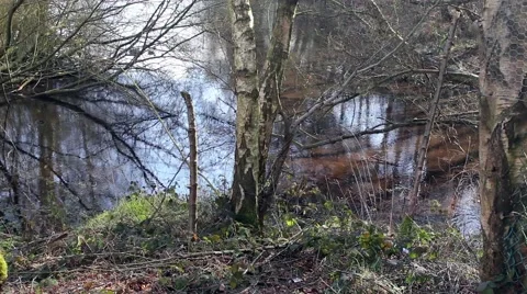 A forest pool in early spring Stock Footage 61317005